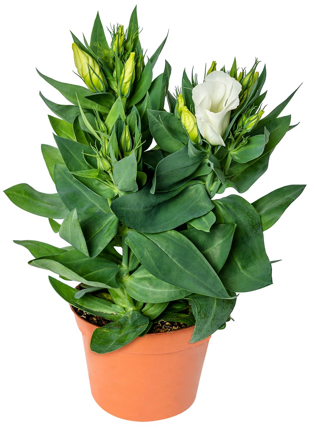 Eustoma