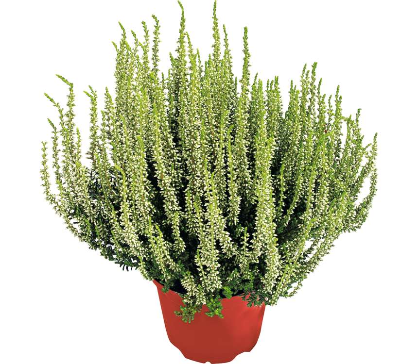 Vřes obecný - Calluna vulgaris