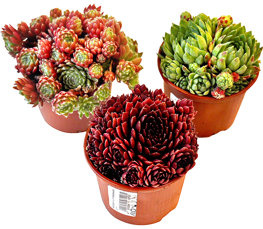 Netřesk Sempervivum
