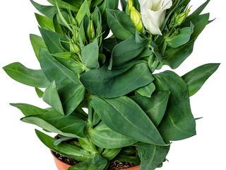 obrázek Eustoma