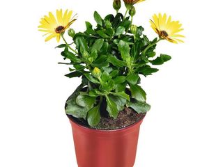 Osteospermum