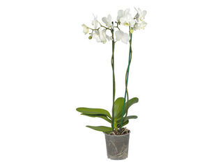Orchidea