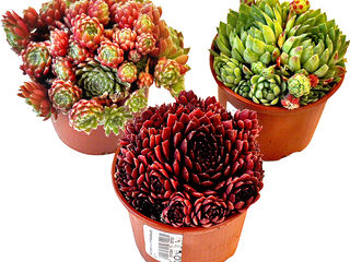 obrázek Netřesk Sempervivum