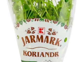 obrázek Byliny-Koriandr